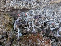 Cladonia cariosa