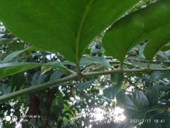 Polyscias diversifolia
