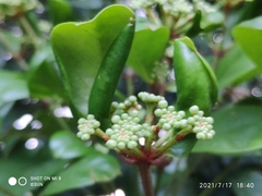 Polyscias diversifolia