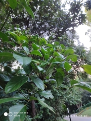 Polyscias diversifolia