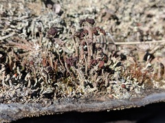 Cladonia cariosa