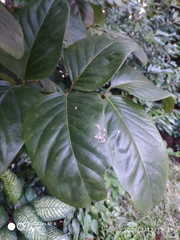 Polyscias diversifolia