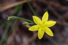 Hypoxis juncea
