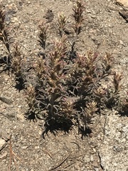 Castilleja nana