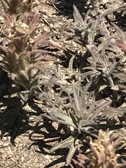 Castilleja nana