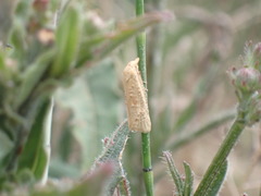 Cochylimorpha meridiana