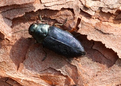 Phaenops cyanea