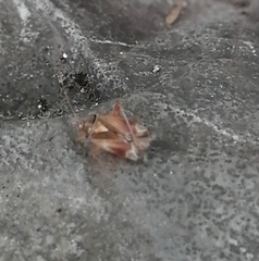 Castanopsides potanini