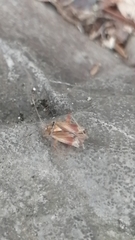 Castanopsides potanini