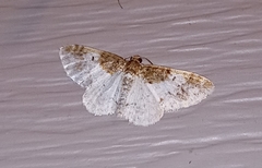 Hydrelia condensata