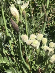 Angelica capitellata