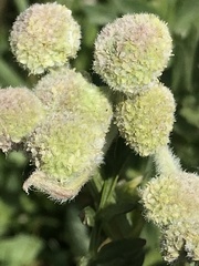 Angelica capitellata