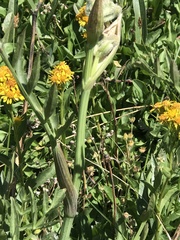 Angelica capitellata