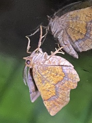 Nematocampa resistaria