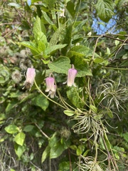 Clematis reticulata
