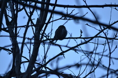 Glaucidium gnoma pinicola