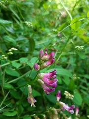 Vicia dumetorum