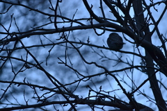 Glaucidium gnoma pinicola