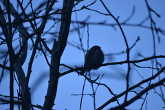 Glaucidium gnoma pinicola