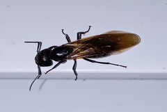 Camponotus herculeanus