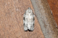 Choristoneura conflictana