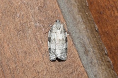 Choristoneura conflictana