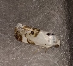 Acontia melanura