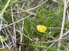 Utricularia ochroleuca