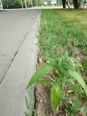 Persicaria lapathifolia