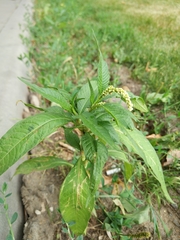 Persicaria lapathifolia