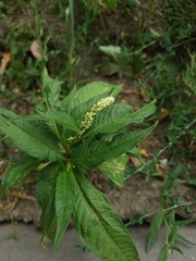 Persicaria lapathifolia