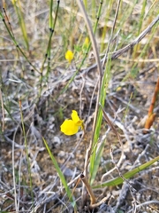Utricularia cornuta