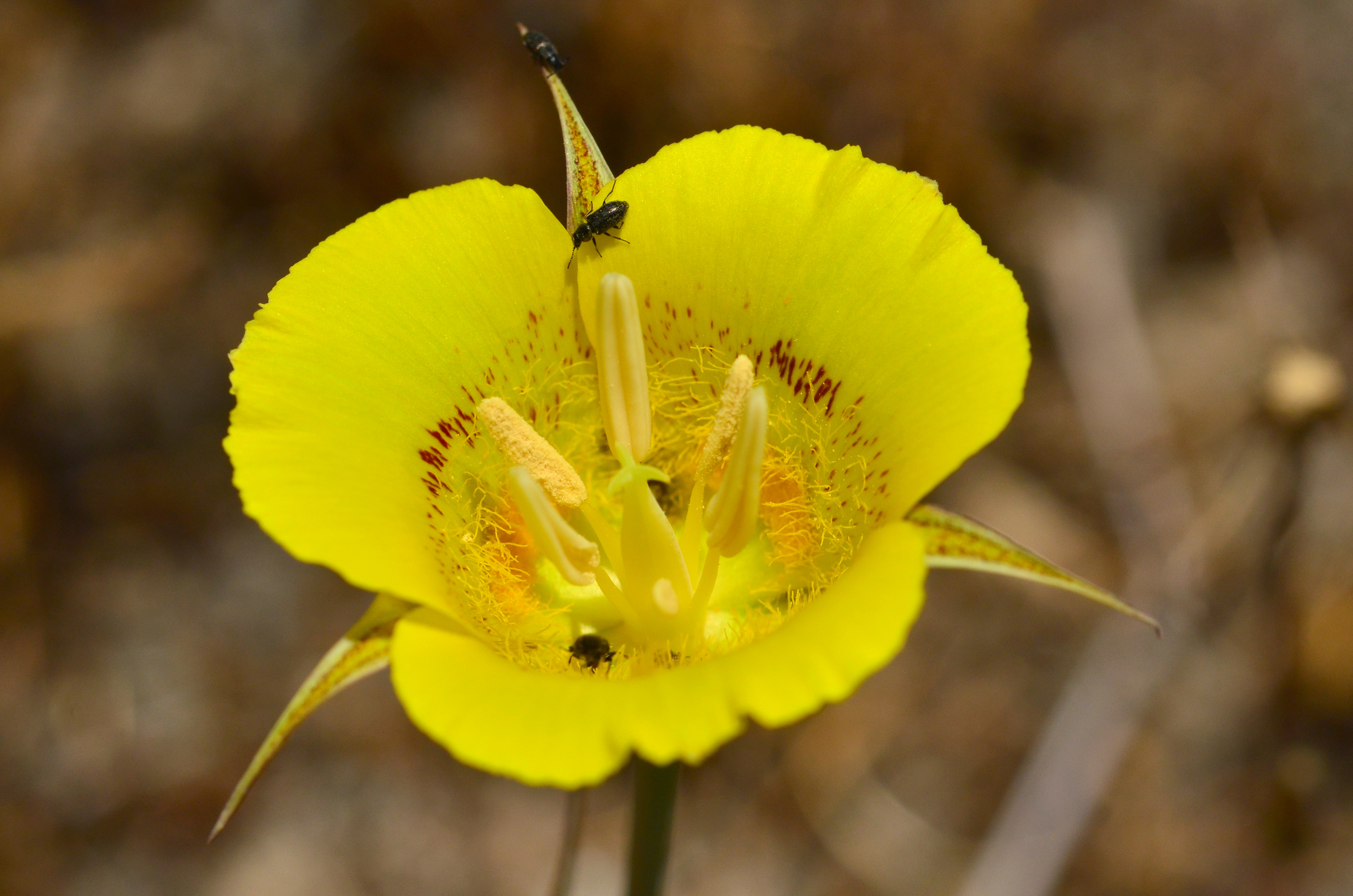 Calochortus luteus