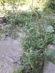 Sisymbrium officinale