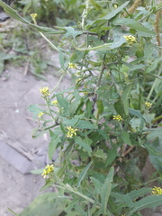 Sisymbrium officinale