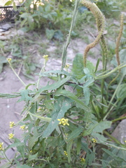 Sisymbrium officinale