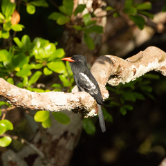 Monasa atra