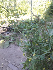 Sisymbrium officinale