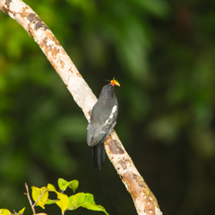 Monasa atra