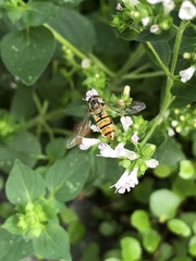 Episyrphus balteatus