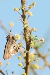 Coeliades anchises