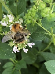 Bombus pascuorum