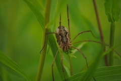 Mitopus