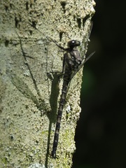 Tachopteryx thoreyi image