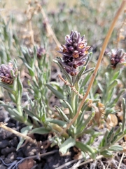 Stachys rothrockii
