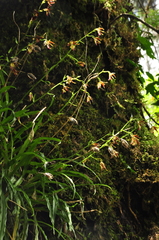 Calanthe arcuata