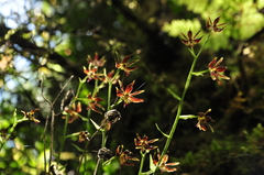 Calanthe arcuata