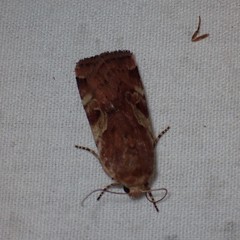 Cryptocala acadiensis