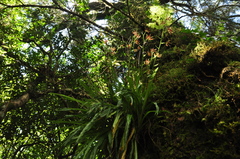 Calanthe arcuata