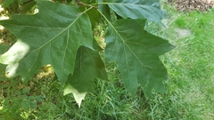 Quercus